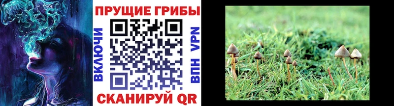 Псилоцибиновые грибы мухоморы Дмитровск